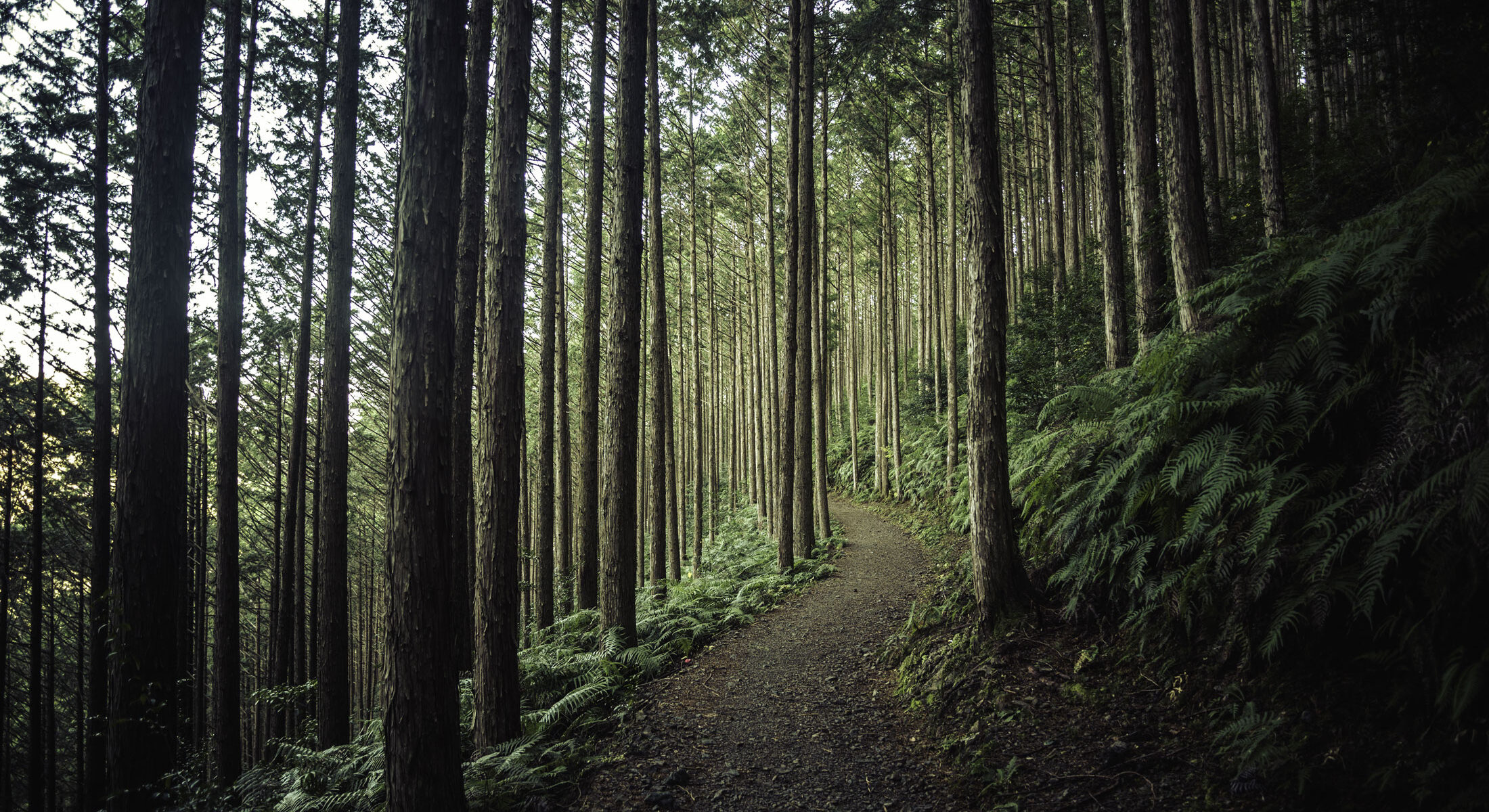 Scentorial immersion