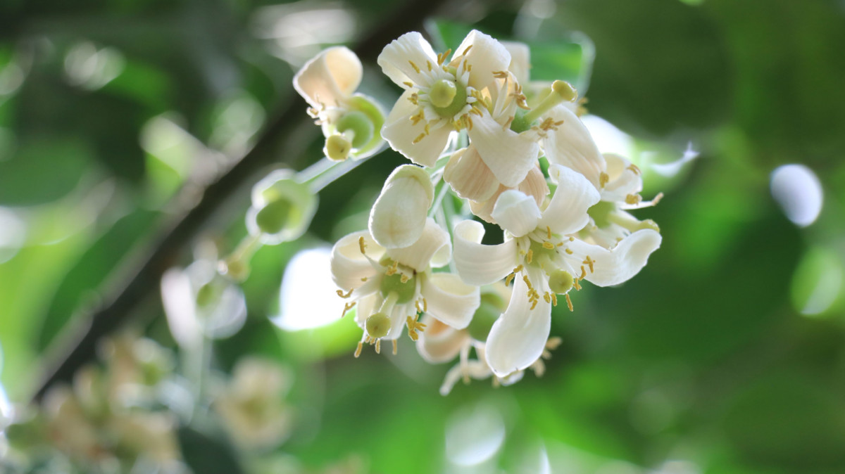 Lotus, bamboo and pomelo flower